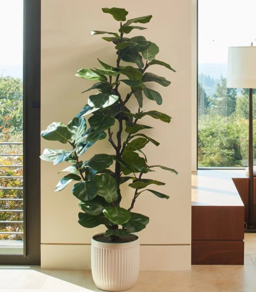 Artificial 6.5ft Fiddle Fig Tree in Planter *ex-display*